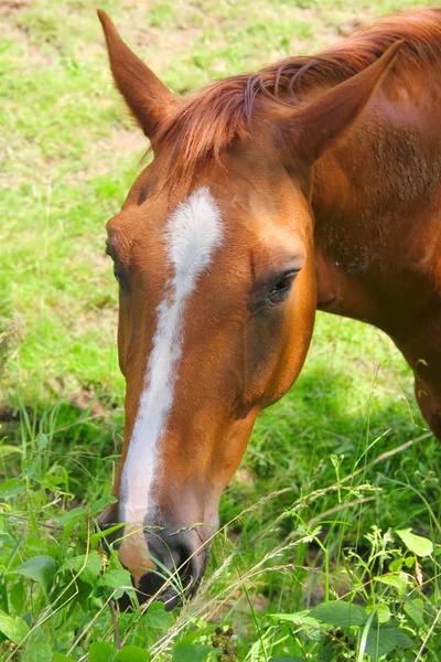 Häst äter gräs — Stockfoto