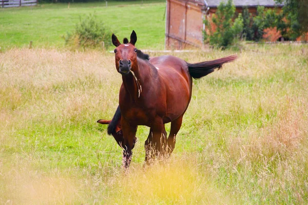 牧草地に2頭の馬が — ストック写真