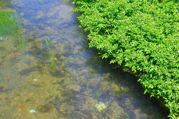 Чистый ручей — стоковое фото
