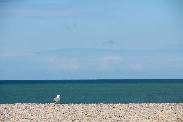Чайки на гальковому пляжі — стокове фото