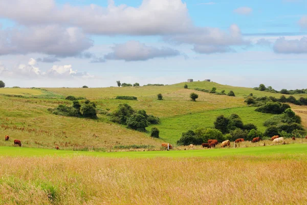 Pâturage des bovins sur les terres agricoles — Photo