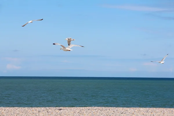 Seagulls on pebble beach — Stock Photo, Image