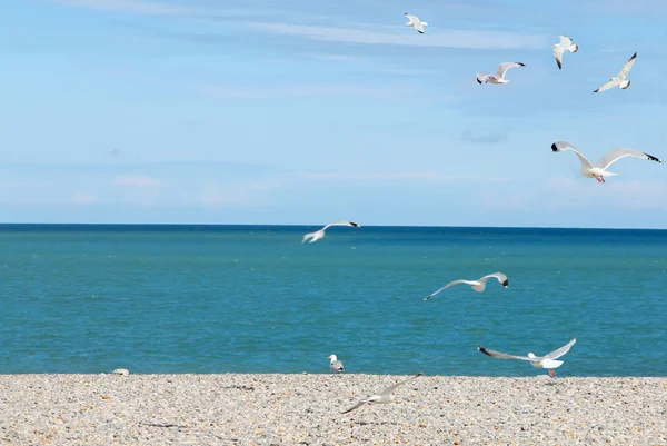 Чайки на галечном пляже — стоковое фото