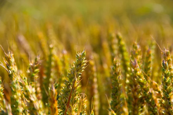 Закри пшеничного поля — стокове фото