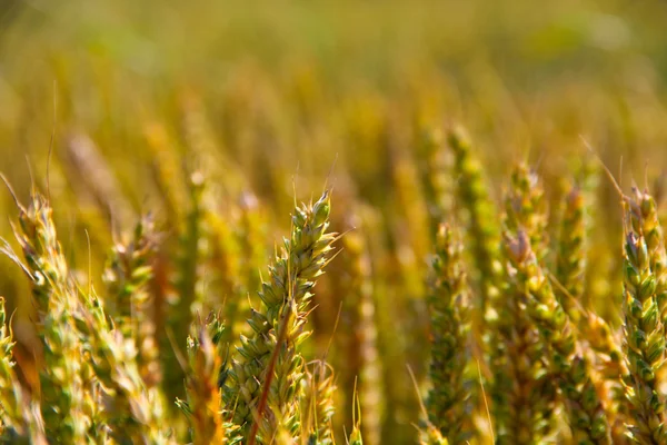 Primer plano del campo de trigo — Foto de Stock