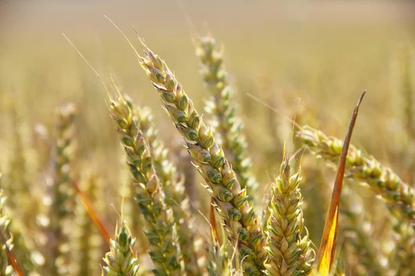 Campo di grano primo piano — Foto Stock