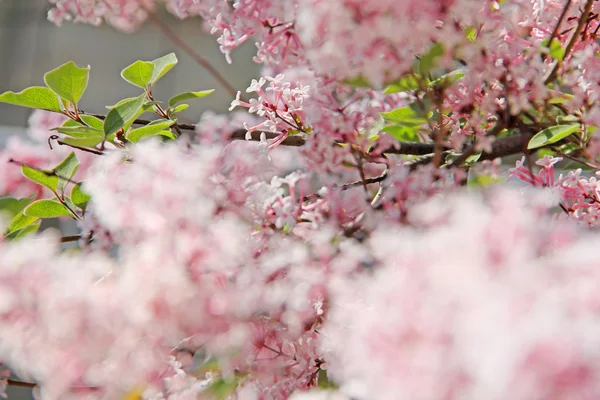 Fliederblüten — Stockfoto