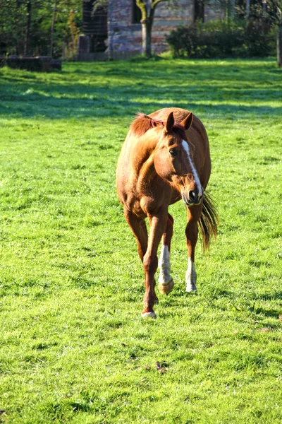 Koně na hřišti — Stock fotografie