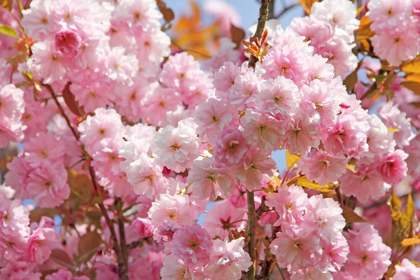 Kirschblüten — Stockfoto