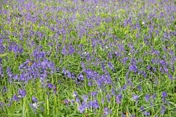 春の森のブルーベルの花 — ストック写真