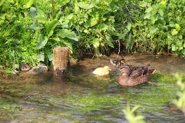 Mother-duck and ducklings