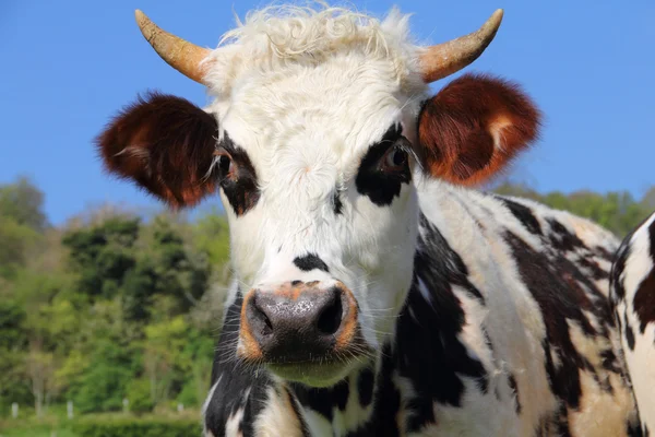 緑の野の牛 — ストック写真