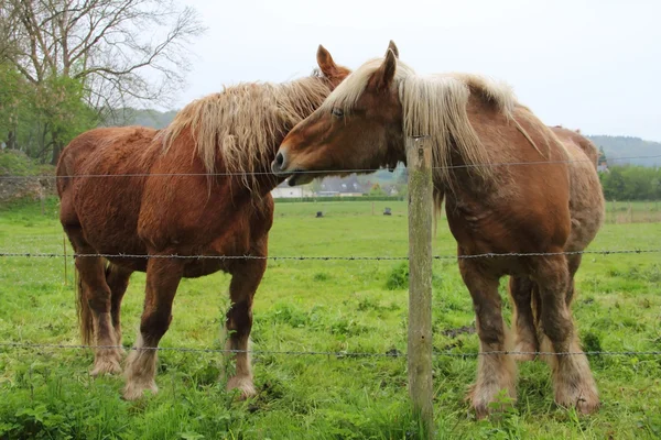 Percheron кінь — стокове фото