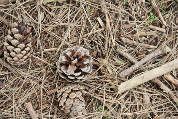 Cones de pinheiro no chão — Fotografia de Stock