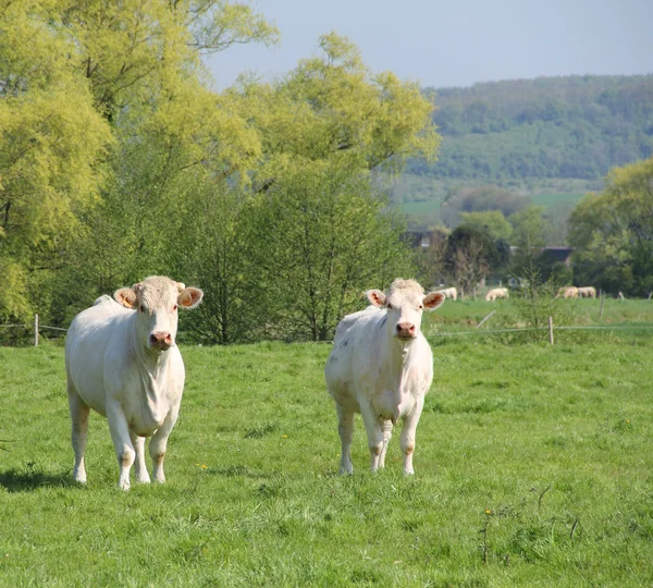 Normandie kor på bete — Stockfoto