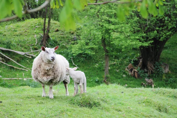 子羊と羊 — ストック写真