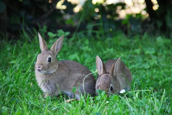 Bebeği tavşan çim — Stok fotoğraf