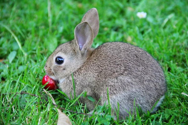 Kaninchenbaby im Gras — Stockfoto