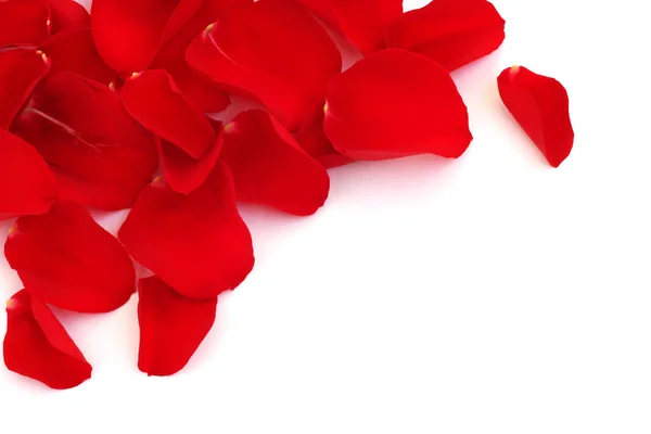 Rose petals — Stock Photo, Image