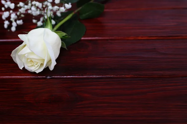 White rose on wooden background — Stock Photo, Image