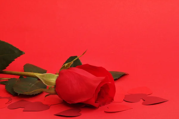 Rose and hearts — Stock Photo, Image