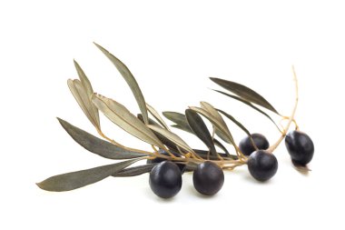 Dalda siyah zeytin 