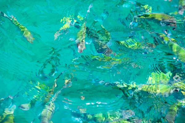 热带鱼在水中 — 图库照片