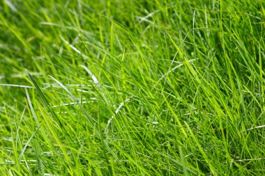 Bahar çimen arka plan