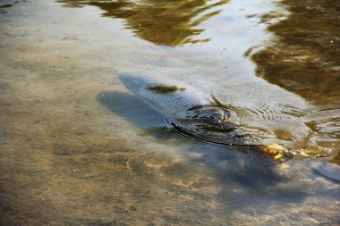 Kahverengi alabalık gölet