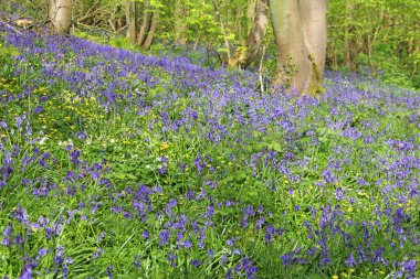 Bahar ormanında BlueBell çiçekleri