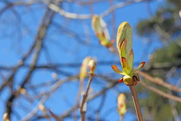 Brindille avec bourgeons à ressort — Photo