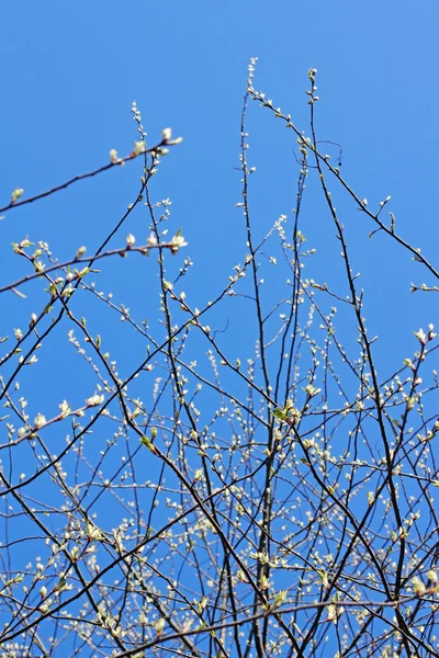 Brindille avec bourgeons à ressort — Photo