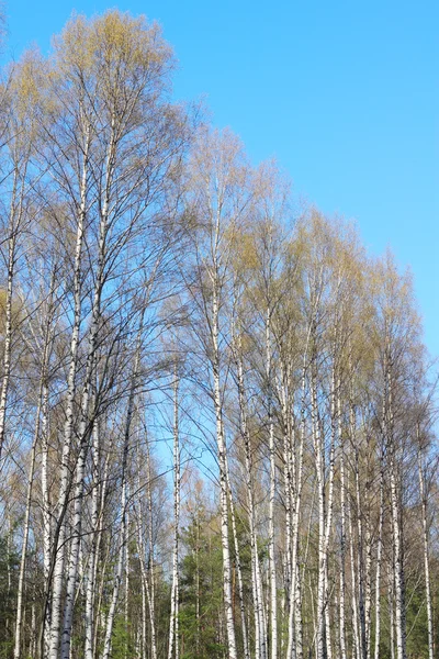 Spring trees — Stock Photo, Image