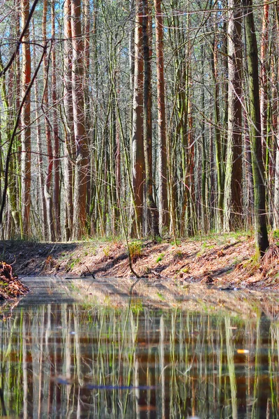Su birikintisi bahar orman içinde — Stok fotoğraf