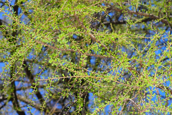 Takken van lariks in spting — Stockfoto