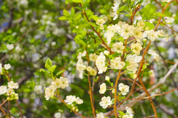 Blooming cherry tree — Stock Photo, Image