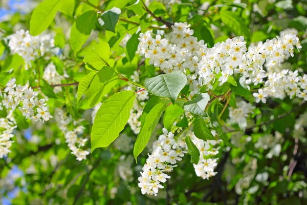 Blooming bird cherry tree — Stock Photo, Image