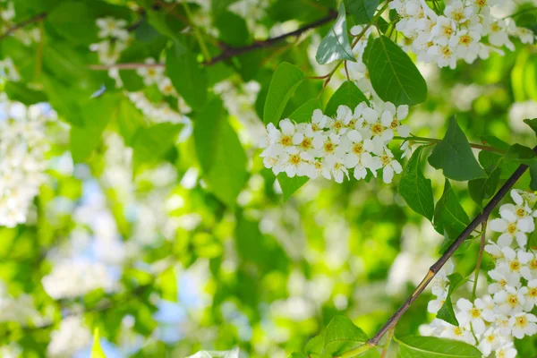 Blooming bird cherry tree — Stock Photo, Image