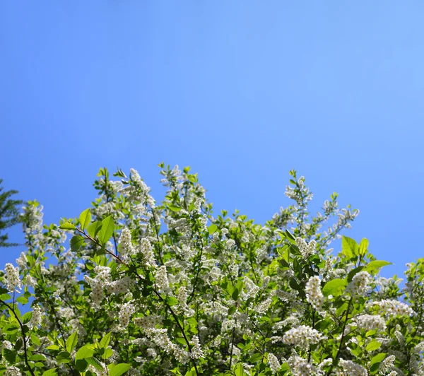 Kvetoucí třešeň ptačí strom — Stock fotografie