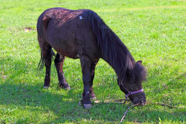 Brun ponny bete — Stockfoto
