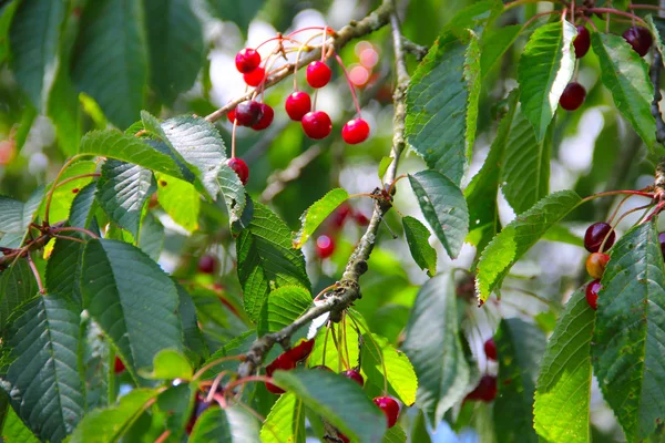 Cerise mûre sauvage sur l'arbre — Photo