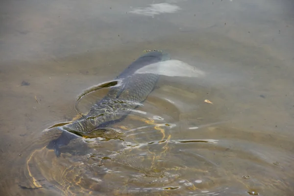 Riesenfische im Teich — Stockfoto