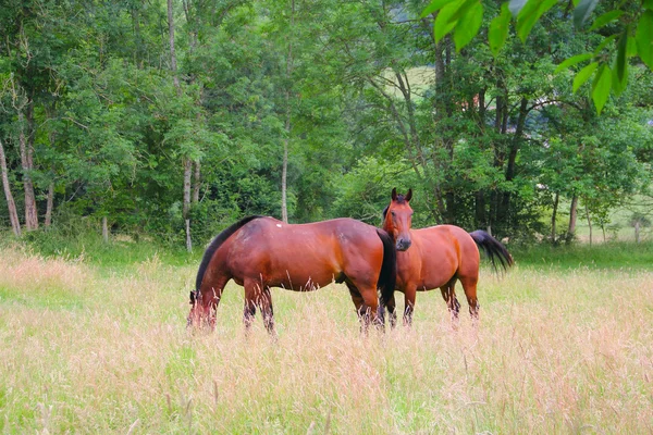 牧草地に2頭の馬が — ストック写真
