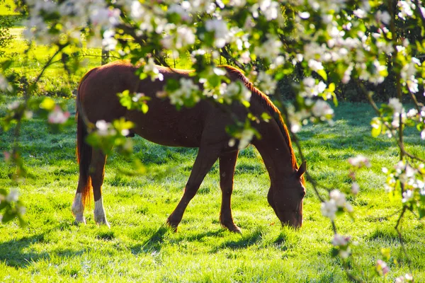 Häst på fältet睡着的孩子 — Stockfoto