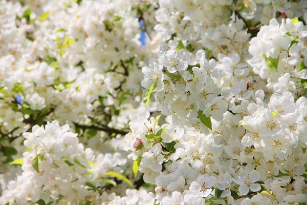 Fiori di mele — Foto Stock