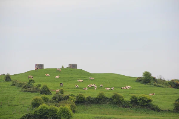 Milk cows on pasture — Stock Photo, Image