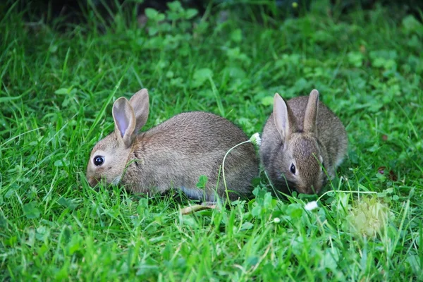 Bebeği tavşan çim — Stok fotoğraf