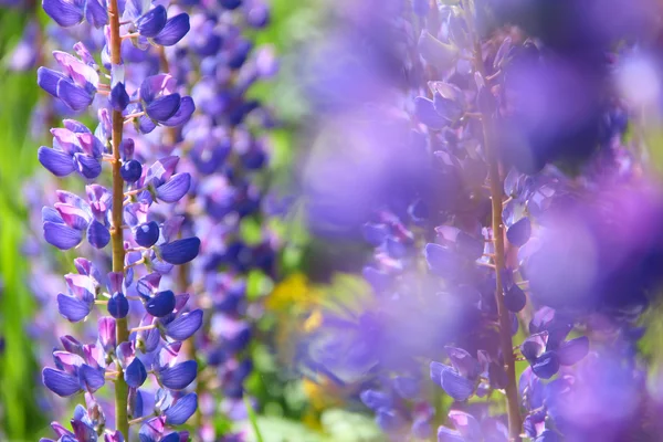 Lupine bloemen close-up — Stockfoto