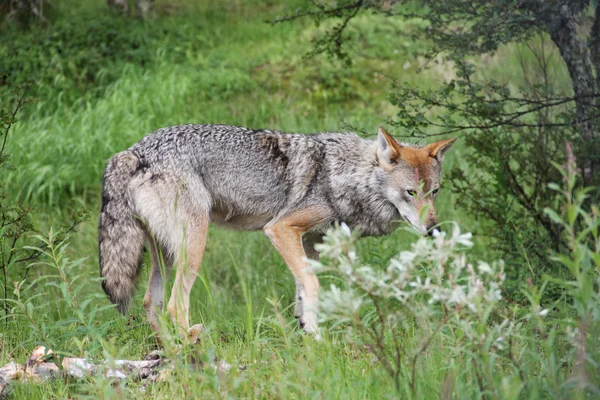 Lobo gris en el bosque — Foto de Stock