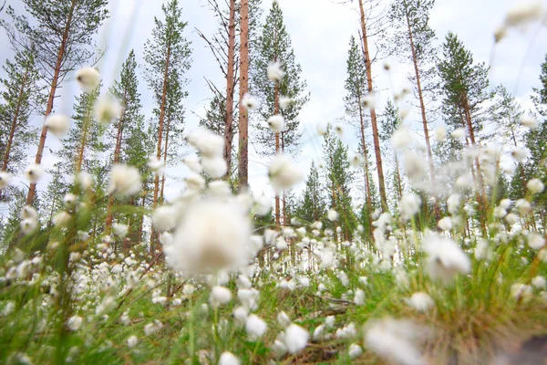 Cottongrass in bos — Stockfoto